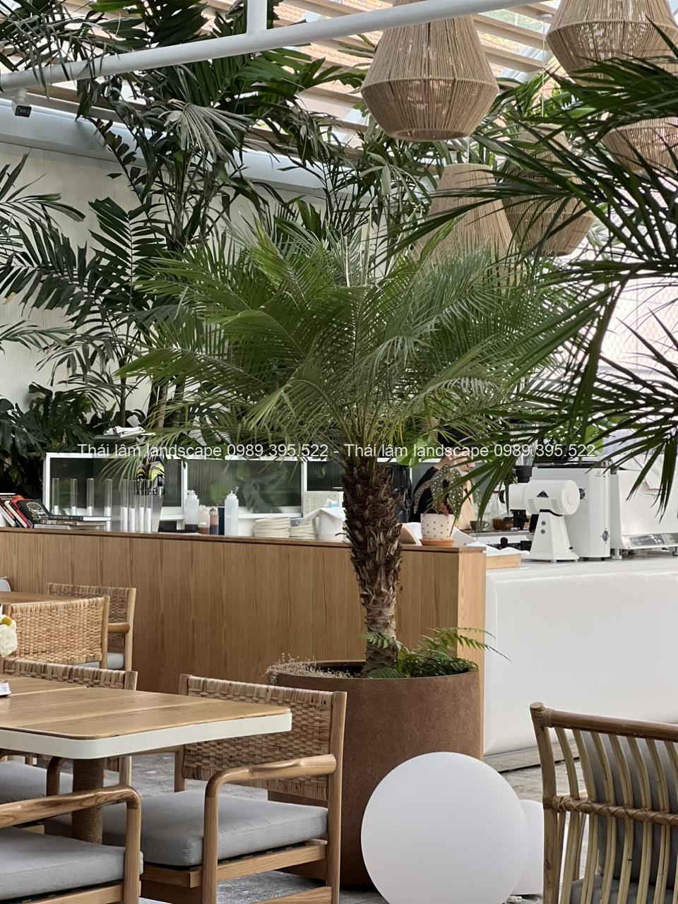 cau nga mi cao 2m5 cau nga mi cao 2m5