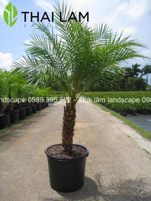 cau-nga-mi Cau Nga Mi