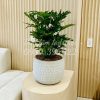 Cây Trầu Bà Thanh Xuân + chậu gốm sứ xuất khẩu