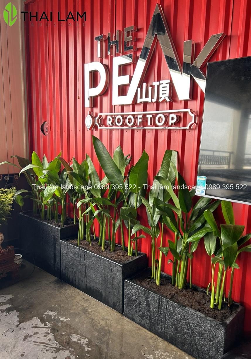 Cây chuối két thái + chậu đá mài đen hình chữ nhật