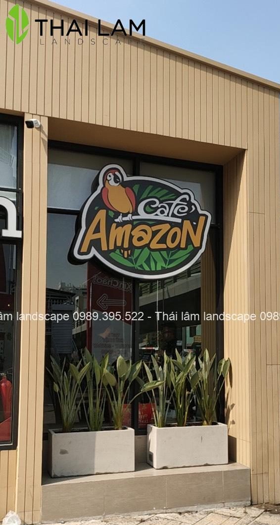 cây chuối thiên điểu + chậu xi măng hình chữ nhật 80x30x40 ( cm )