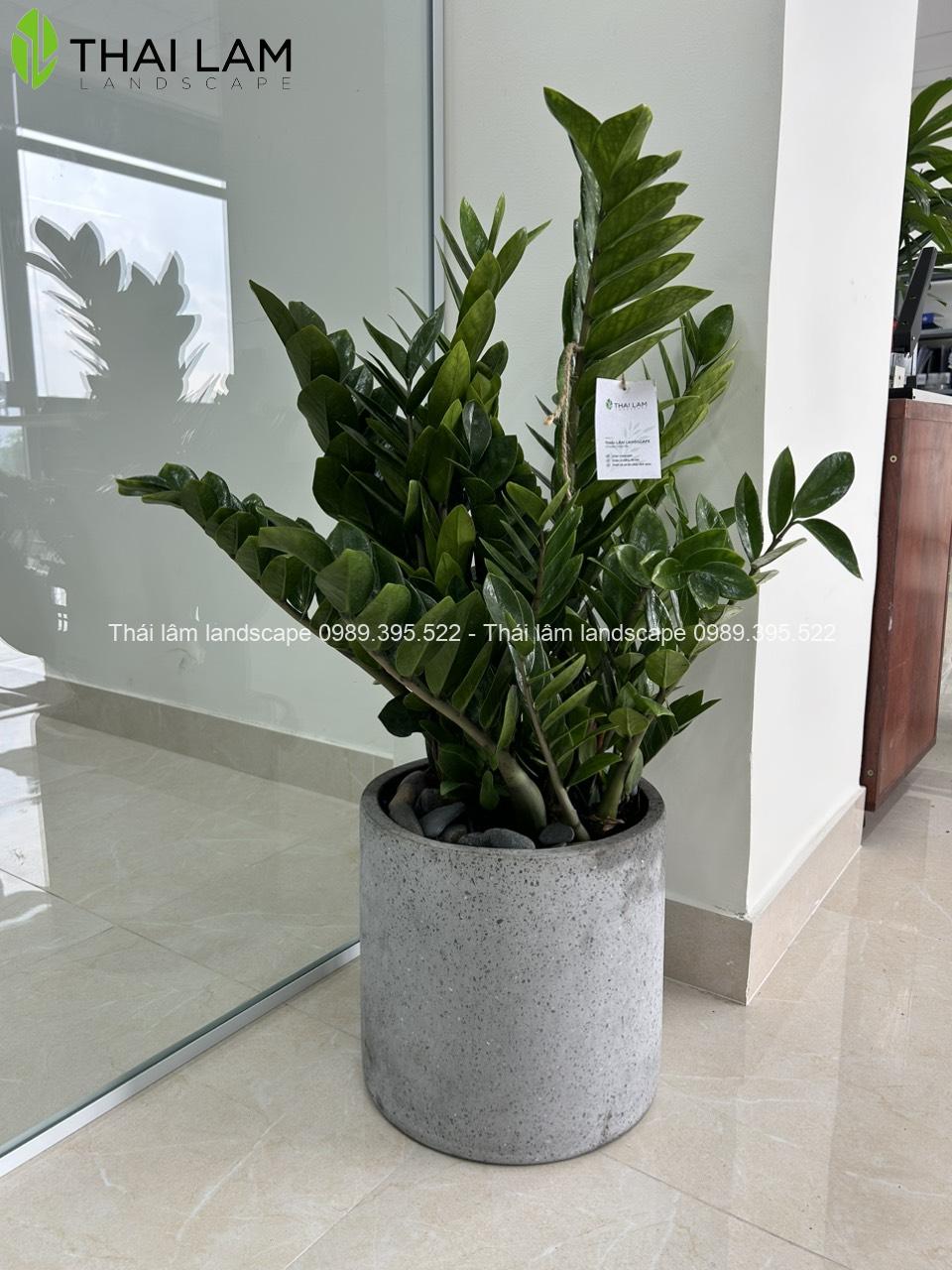 cây kim tiền cao 50cm + chậu đá mài trụ tròn 30 x 30 (cm)