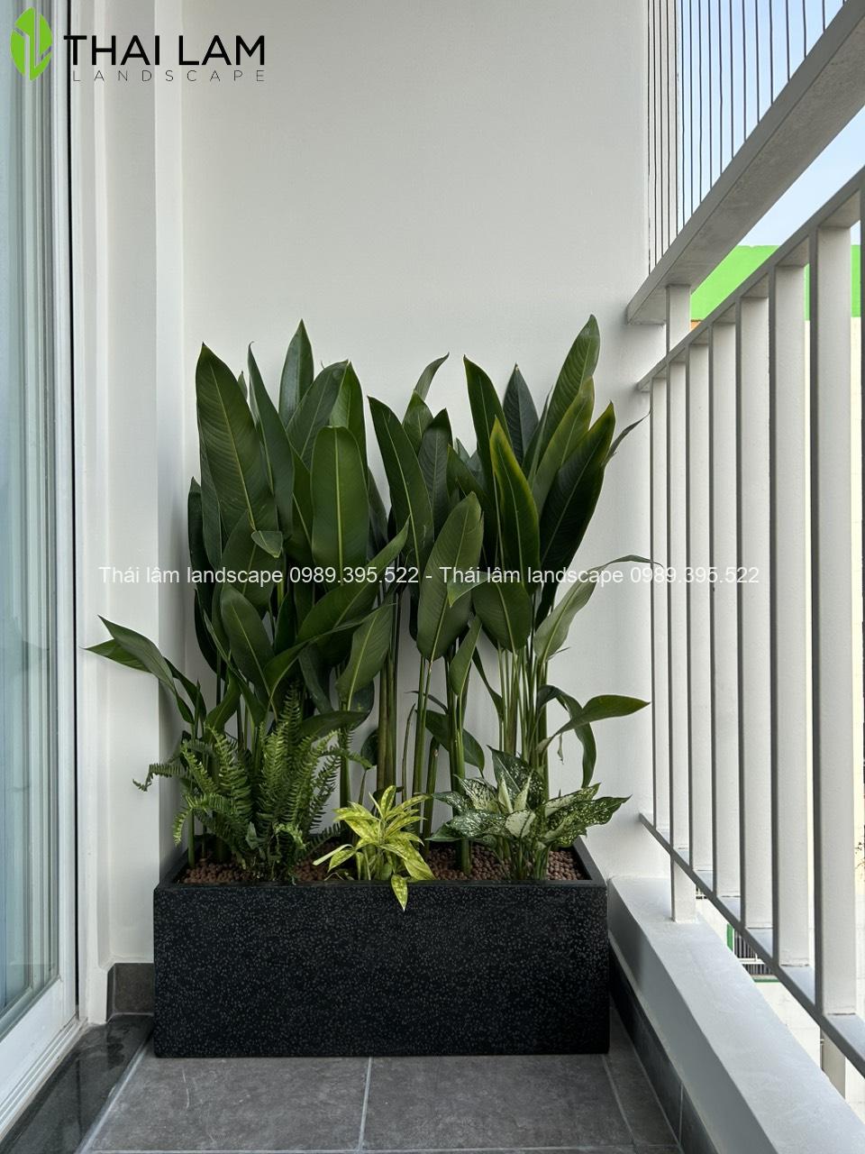 chuối két thái + chậu đá mài đen 80x30x30 ( cm ) hình chữ nhật