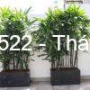 các loại cây cảnh chịu nắng nóng