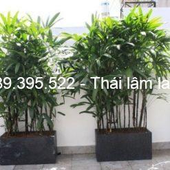 các loại cây cảnh chịu nắng nóng