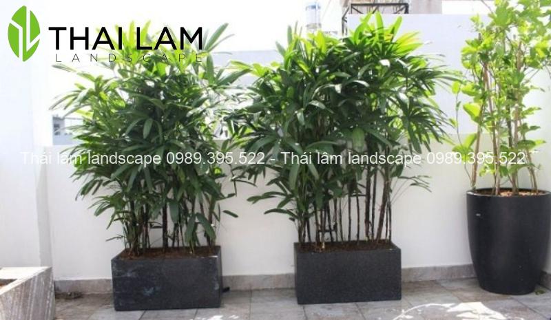 cac-loai-cay-canh-chiu-nang-nong-2 các loại cây cảnh chịu nắng nóng