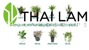 các loại cây trồng thanh lọc không khí trong nhà