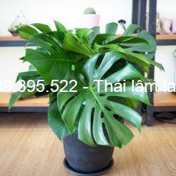 các loại cây trồng trong phòng ngủ