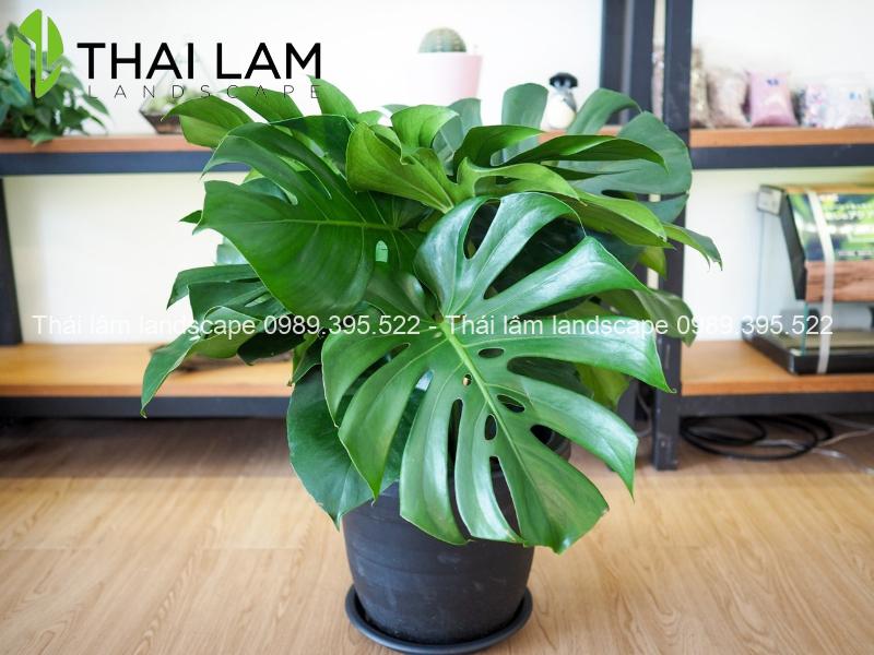 cac-loai-cay-trong-trong-phong-ngu-1 các loại cây trồng trong phòng ngủ