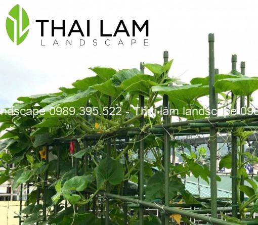 cách làm giàn leo trên sân thượng