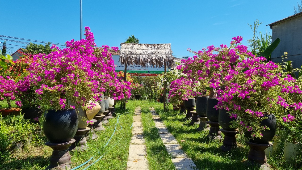 Thái Lâm Landscape hiện đang cung cấp đa dạng các dòng hoa giấy