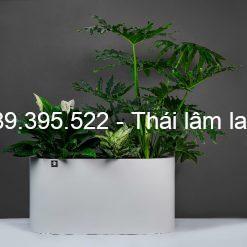 Ưu điểm của chậu cây composite