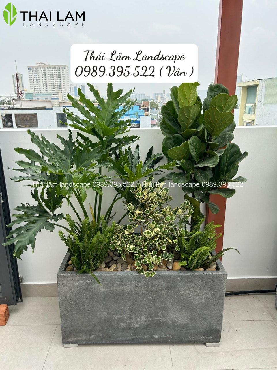 set chậu chữ nhật trồng ban công, sân thượng